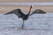 Reddish Egret  Reddish Egret : Reddish Egret