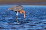 Reddish Egret  Reddish Egret : Reddish Egret