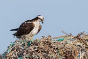 Osprey  Osprey : Osprey