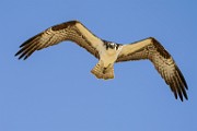 Osprey  Osprey : Osprey