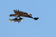Osprey  Osprey : Osprey