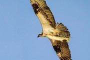 Osprey  Osprey : Osprey