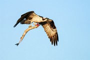 Osprey  Osprey : Osprey