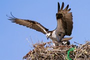 Osprey  Osprey : Osprey