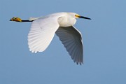 Snowy Egret  Snowy Egret : Snowy Egret