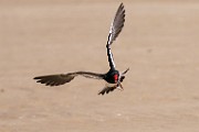 American Oystercatcher  American Oystercatcher : American Oystercatcher