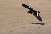 American Oystercatcher  American Oystercatcher : American Oystercatcher