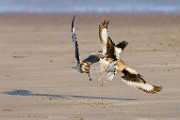 Willet  Willet : Willet