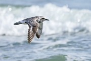 Black-bellied Plover  Black-bellied Plover : Black-bellied Plover