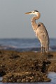 Sea of Cortez  Shore Birds : Shore Birds
