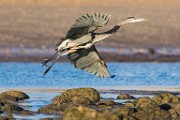 Sea of Cortez  Shore Birds : Shore Birds