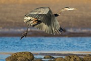 Sea of Cortez  Shore Birds : Shore Birds