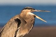 Sea of Cortez  Shore Birds : Shore Birds