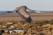Sea of Cortez  Shore Birds : Shore Birds