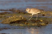 Sea of Cortez  Shore Birds : Shore Birds