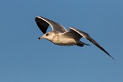 Mew Gull - Sea of Cortez, Mexico  Sea of Cortez, Mexico