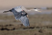 Sea of Cortez  Great Blue Heron : Great Blue Heron