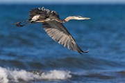 Sea of Cortez  Great Blue Heron : Great Blue Heron