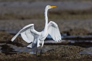 Sea of Cortez  Great Heron : Great Heron