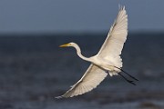 Sea of Cortez  Great Heron : Great Heron