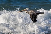 Sea of Cortez  Brown Pelican - Juvenile : Brown Pelican - Juvenile