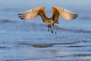 Sea of Cortez  Long-billed Curlew : Long-billed Curlew