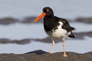 Sea of Cortez  Oystercatcher : Oystercatcher