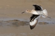 Sea of Cortez  Willet : Willet