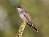 Sigma 150-600mm Test Shots  House Wren
