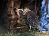 Sigma 150-600mm Test Shots  Green Heron : Green Heron