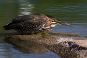 Sigma 150-600mm Test Shots  Green Heron : Green Heron