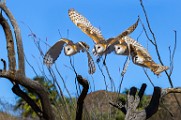 Sonoran Desert Museum Raptors, Feb 2018