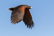 Soronan Desert Museum  Harris Hawk : Harris Hawk