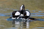 Hooded Merganser 01  Hooded Merganser