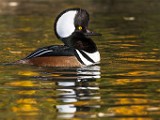 Hooded Merganser 03  Hooded Merganser