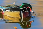 Wood Duck 19  Wood Duck