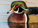 Wood Duck 21  Wood Duck