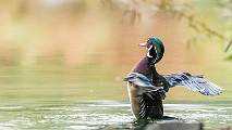 Wood Ducks  Wood Ducks : Wood Ducks