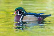 Wood Ducks  Wood Ducks : Wood Ducks