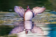Wood Ducks  Wood Ducks : Wood Ducks