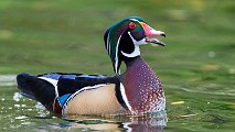 Wood Ducks  Wood Ducks : Wood Ducks