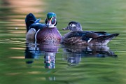 Wood Ducks  Wood Ducks : Wood Ducks