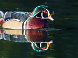 Wood Ducks  Wood Ducks : Wood Ducks