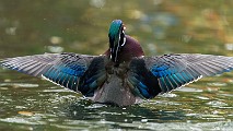 Wood Ducks  Wood Ducks : Wood Ducks