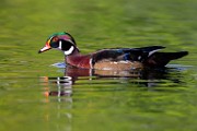 Wood Ducks  Wood Ducks : Wood Ducks