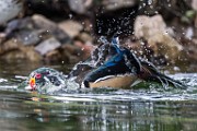 Wood Ducks  Wood Ducks : Wood Ducks