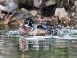 Wood Ducks  Wood Ducks : Wood Ducks