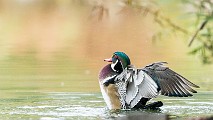 Wood Ducks  Wood Ducks : Wood Ducks