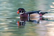 Wood Ducks  Wood Ducks : Wood Ducks