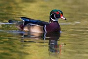 Wood Ducks  Wood Ducks : Wood Ducks